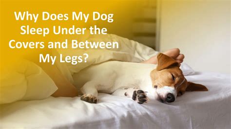 Why Do Dogs Sleep Between Legs